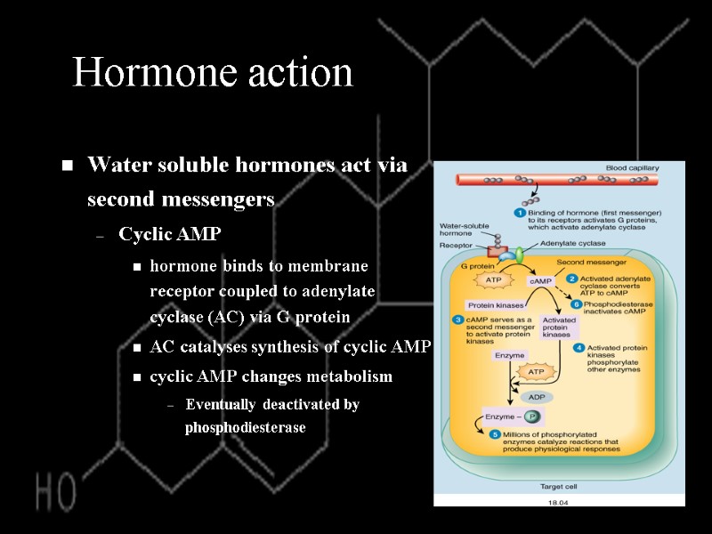 Hormone action Water soluble hormones act via second messengers Cyclic AMP hormone binds to